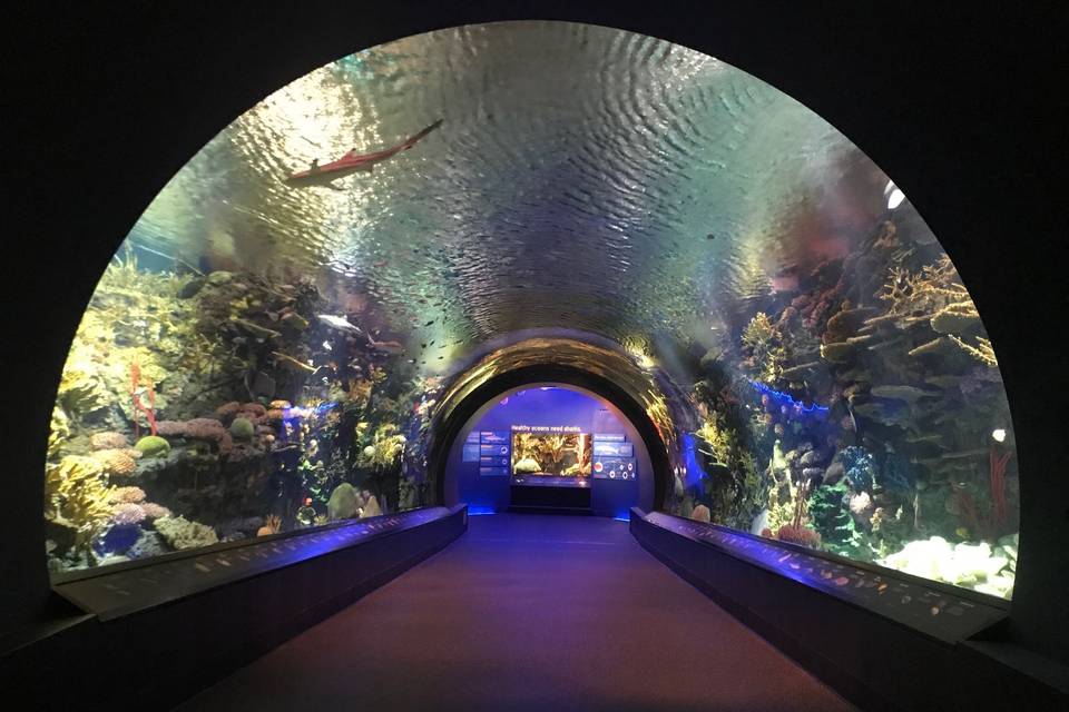 Shark tunnel