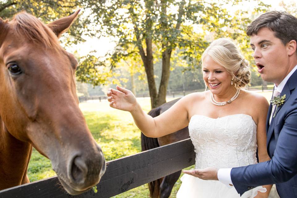 The horses are friendly and feeling social at Belle Meade Plantation