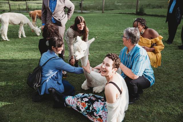 Alpaca love
