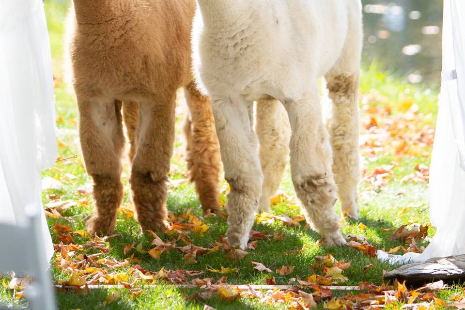 Alpaca love