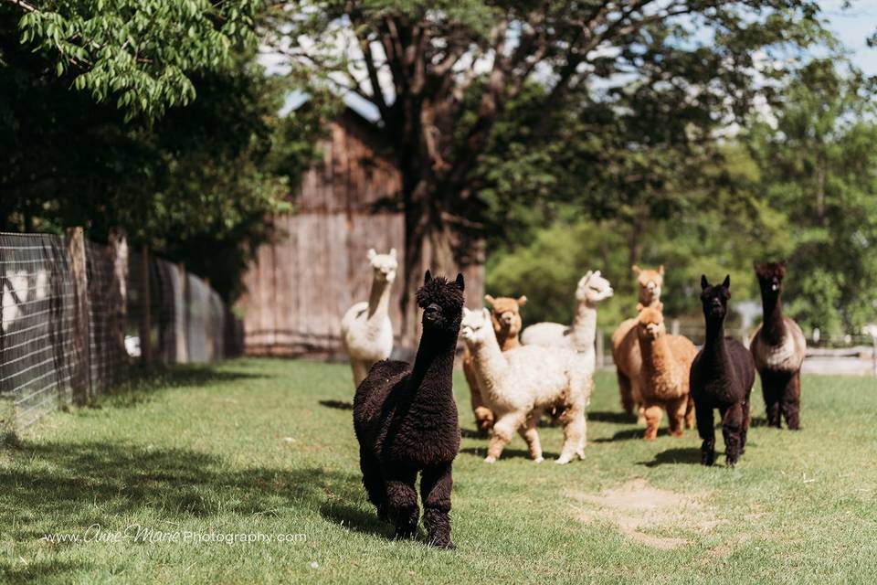 Alpacas_Barn