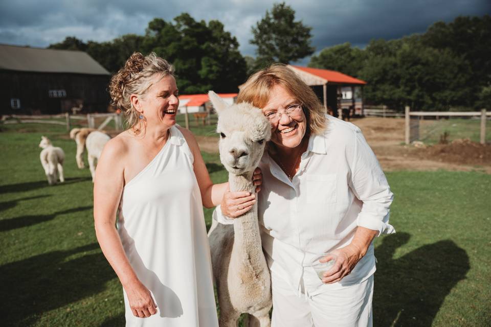 Alpaca love