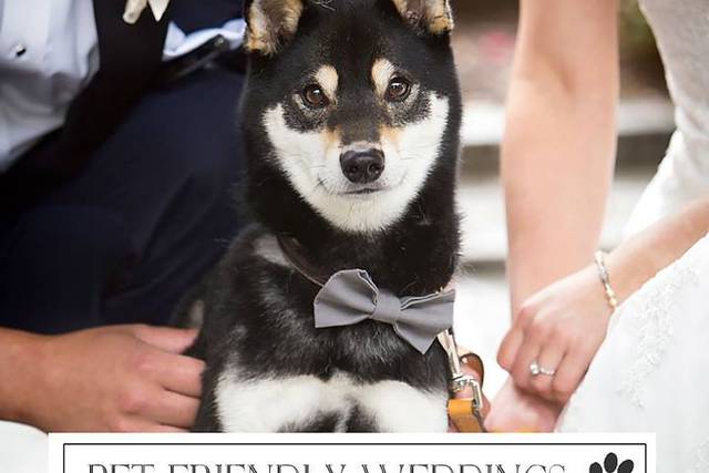 Pet Friendly Weddings