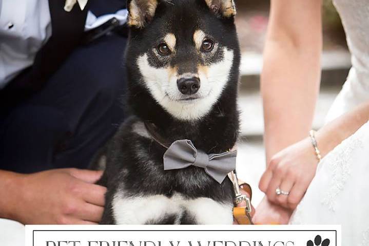Pet Friendly Weddings