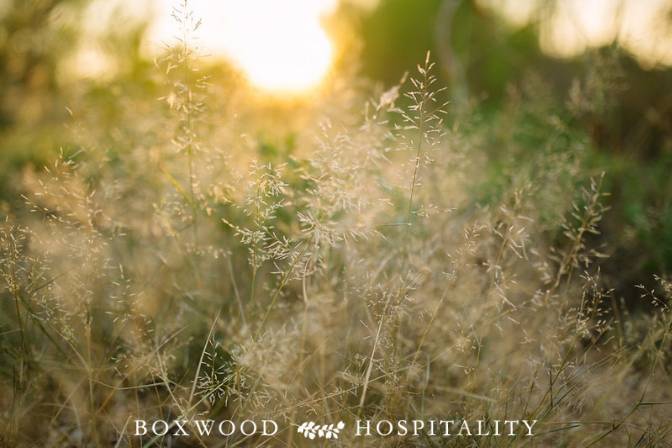 Under Boxwood Hospitality