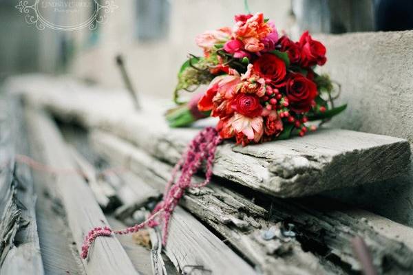 Lindsay Carole Photography