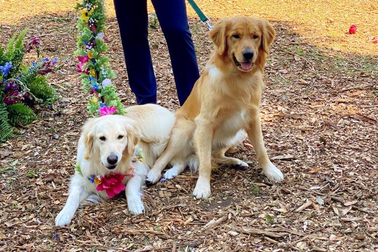 Four legged bridal party