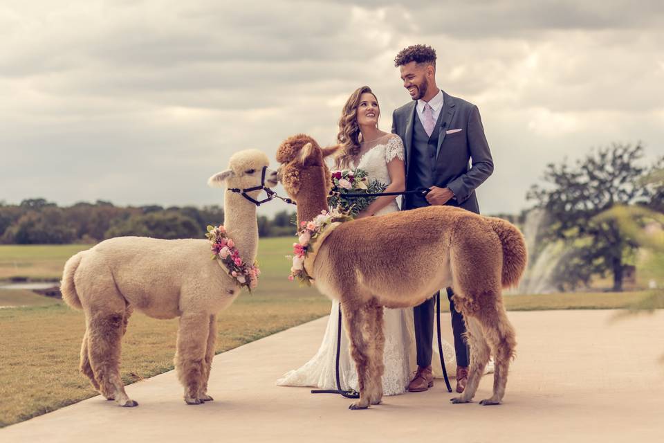 Alpaca Ring Bearers