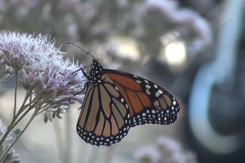 Butterfly