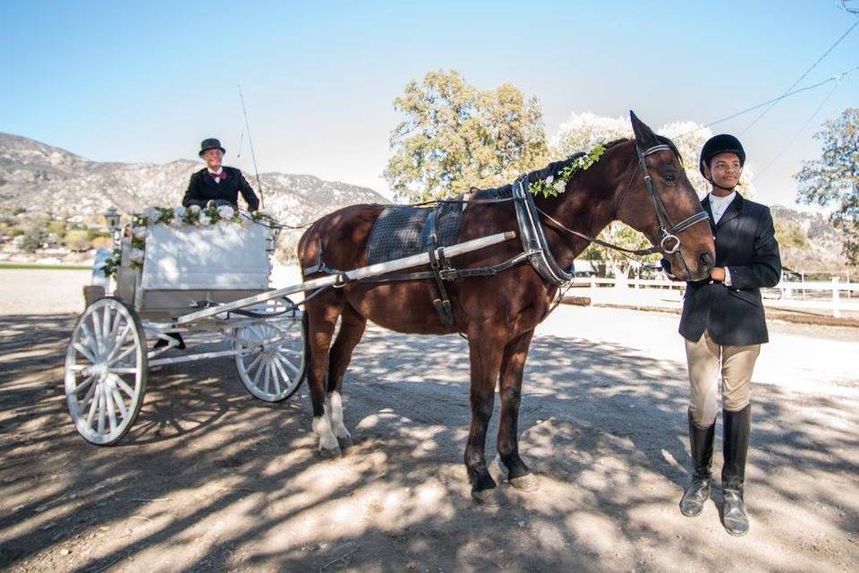 Horse and carriage