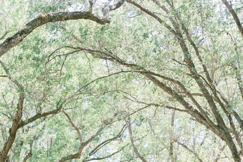 Mature Oak Tree Canopies