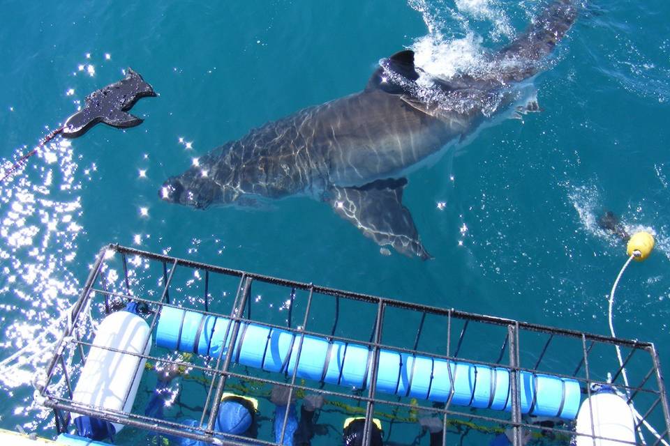 Shark Cage diving for those honeymooners who are a bit more adventurous.