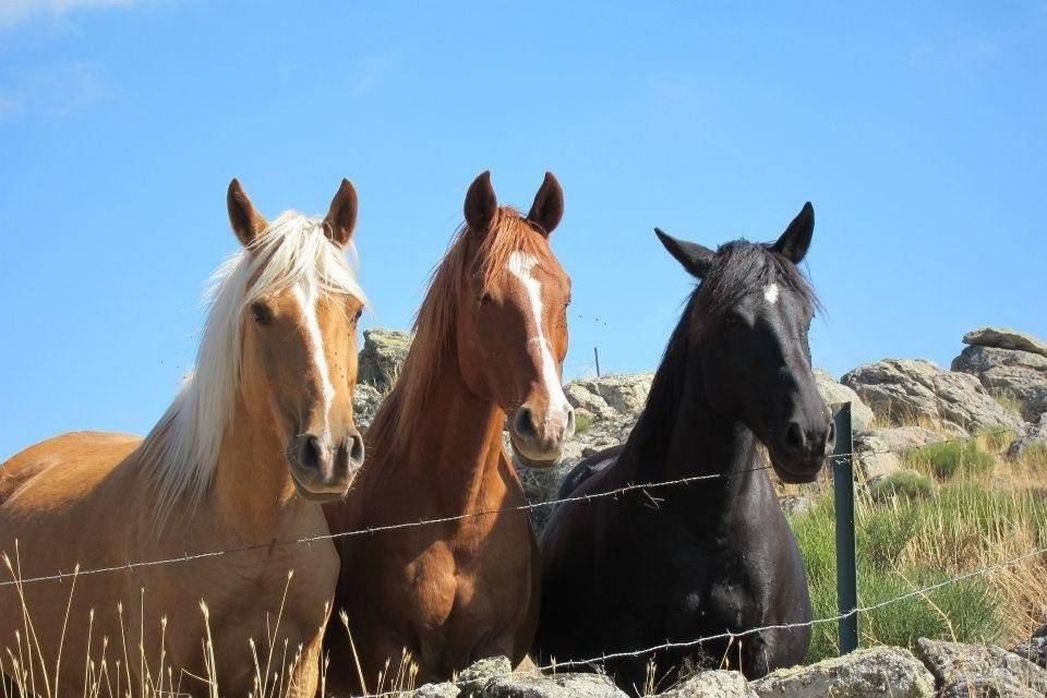 Horseback riding throughout Spain