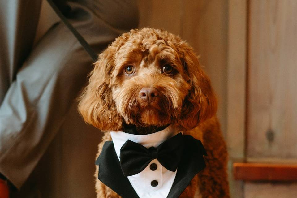 Best Dog