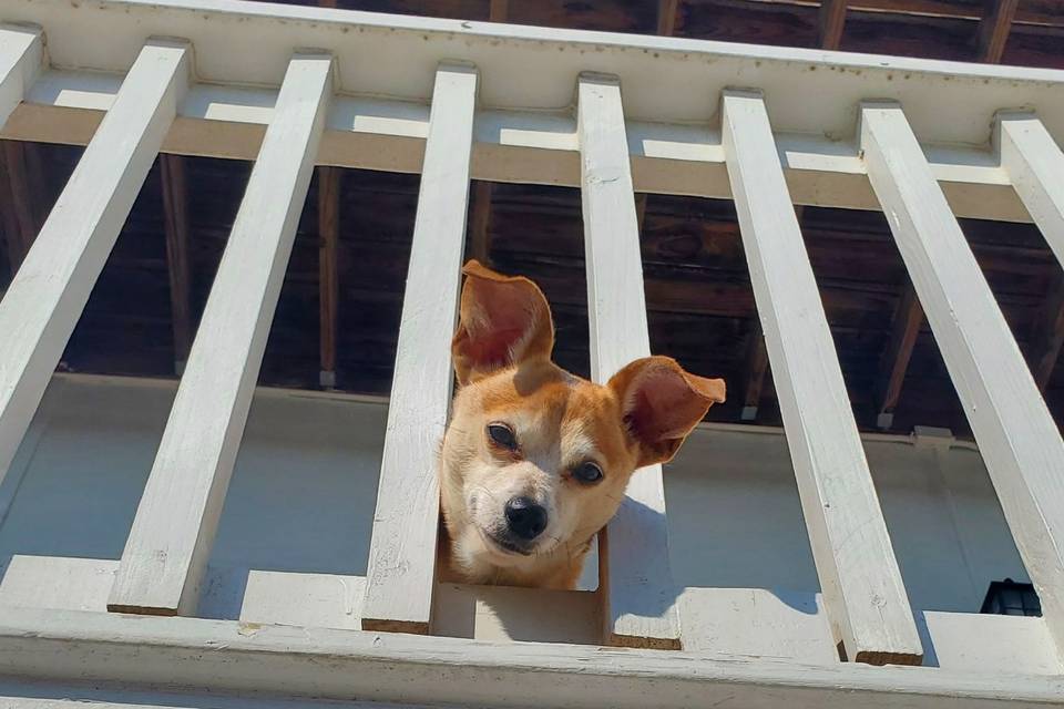 Pup on balcony