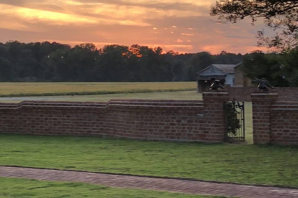 Sunset over the corn field.