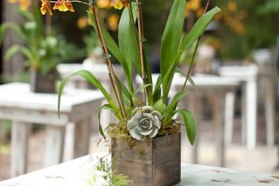 Orchid plant cocktail table arrangement