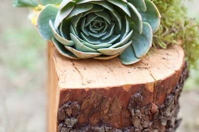 Succulent and stumps