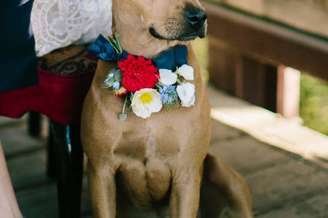 Flowers for the Dog