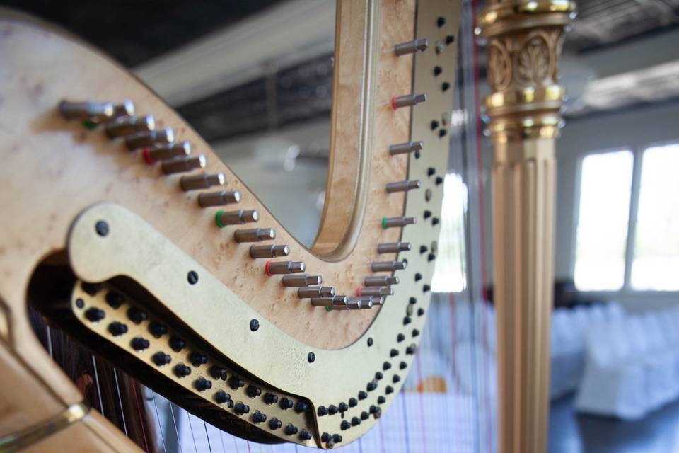 Harpist details