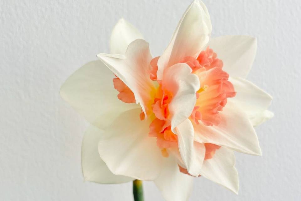 Caroline Pearl Floral