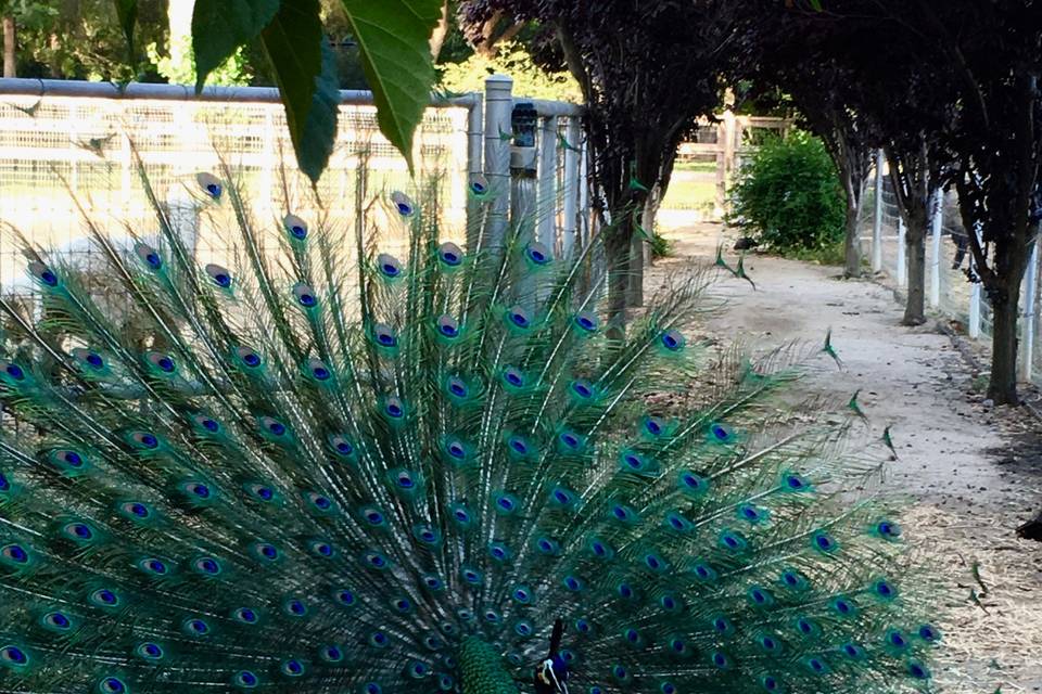 Displaying peacock