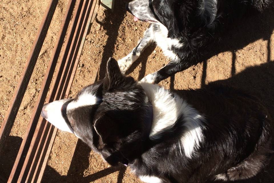 Working collies