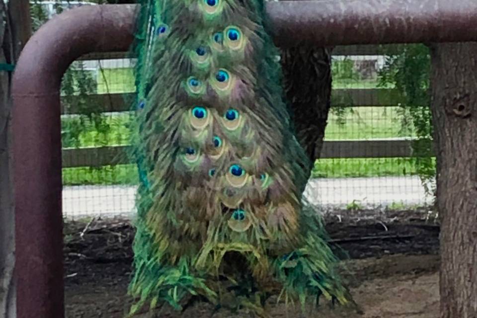 Free range peacock