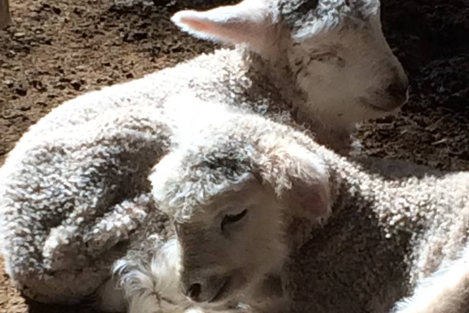 Lambs