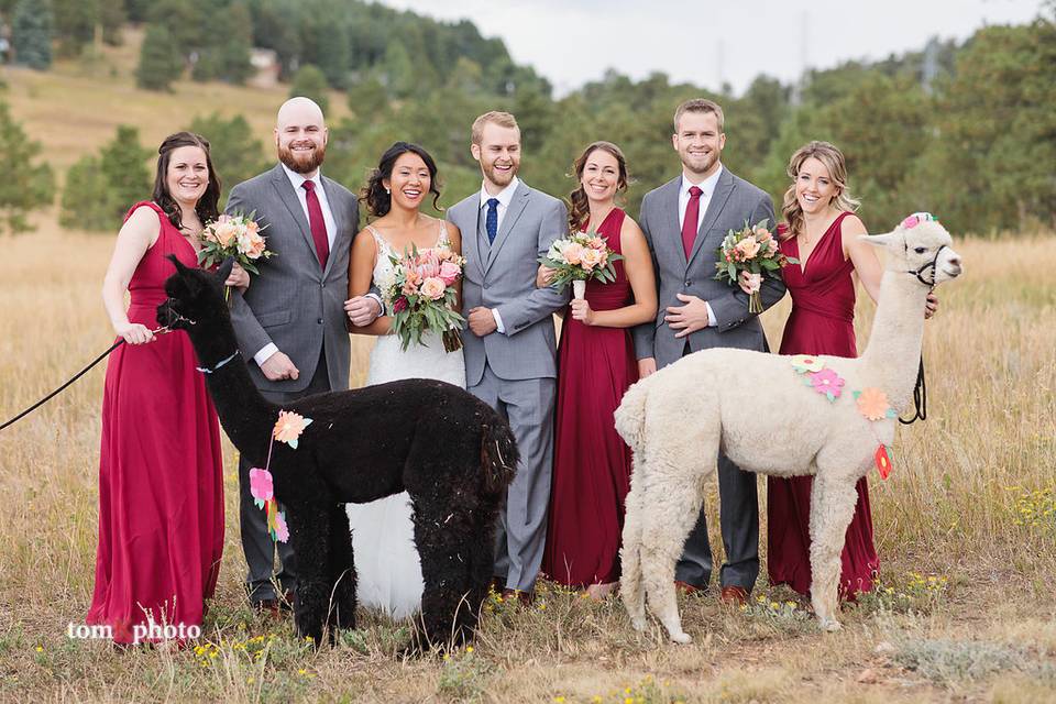 Bridal Party with Alpacas