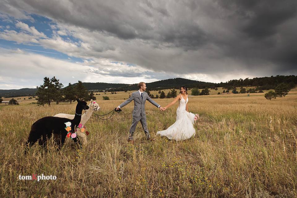 The Couple & a couple Alpacas