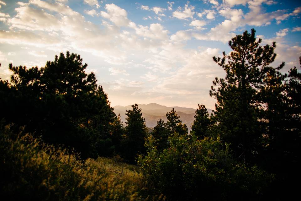 Beautiful forest views