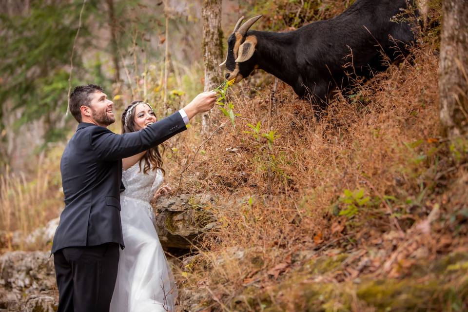 Goat encounter at wedding