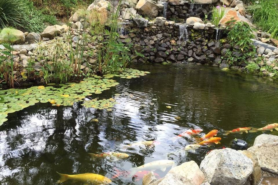 Koi pond