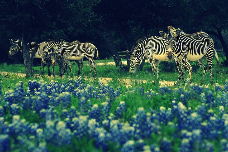 Texas Safari Ranch
