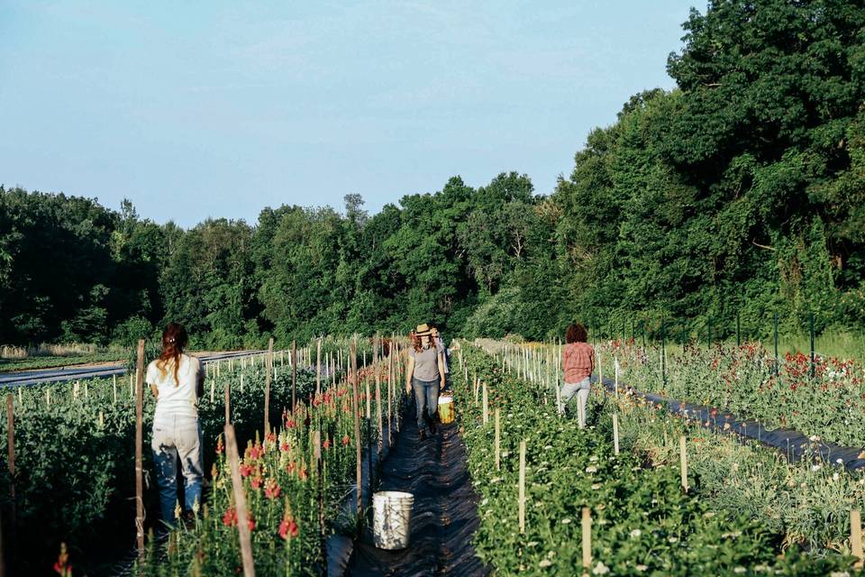 The flower farm