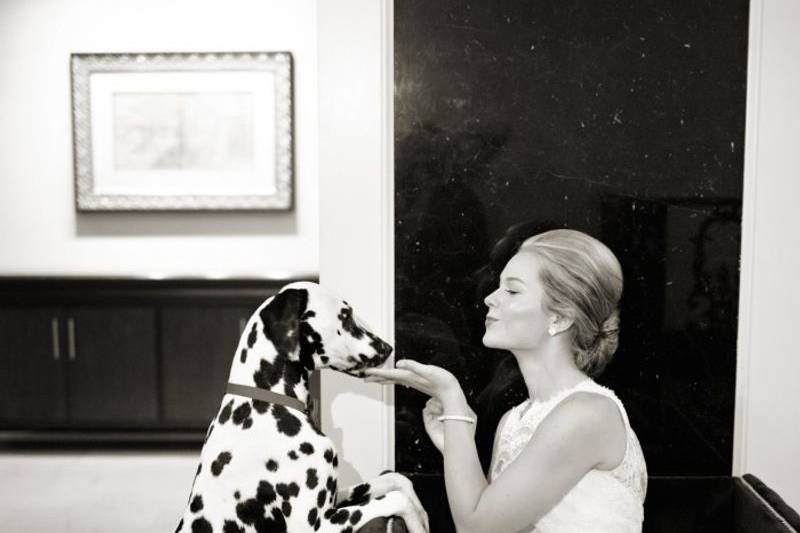 Dalmatian love