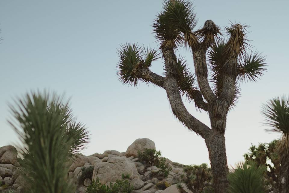 Joshua Tree elopement