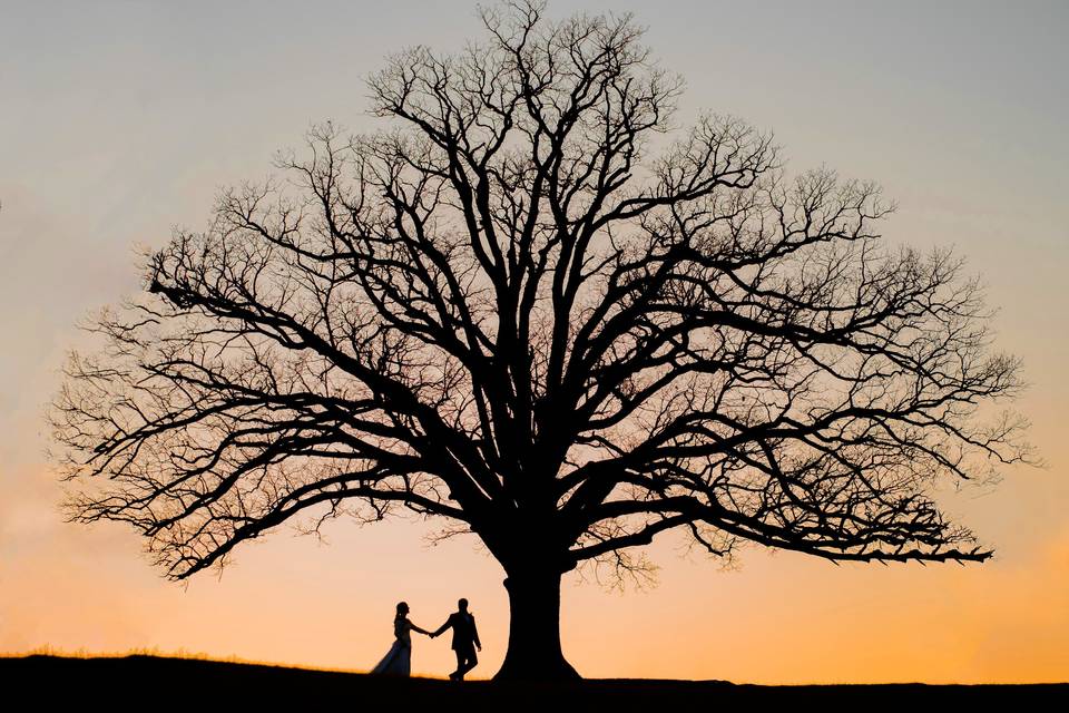 Tree at sunset