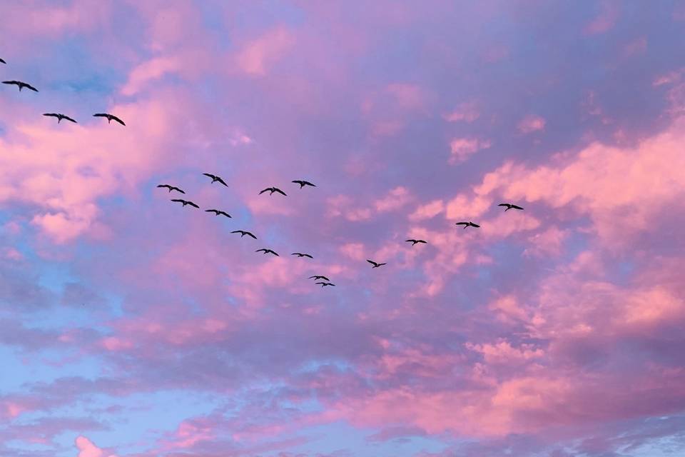 Purple Martins at Sunset