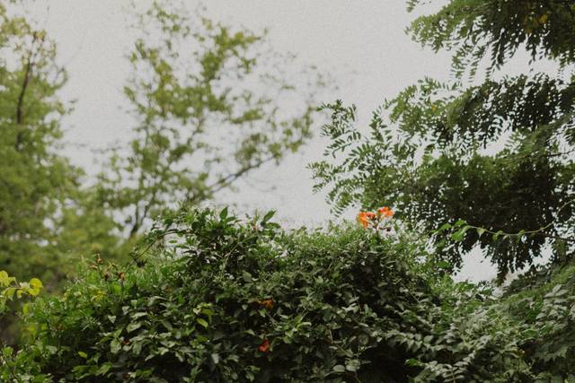 Corinne Ryan Photography