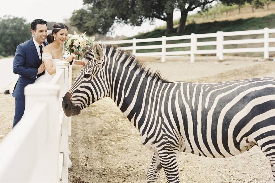 Couple with the zebra