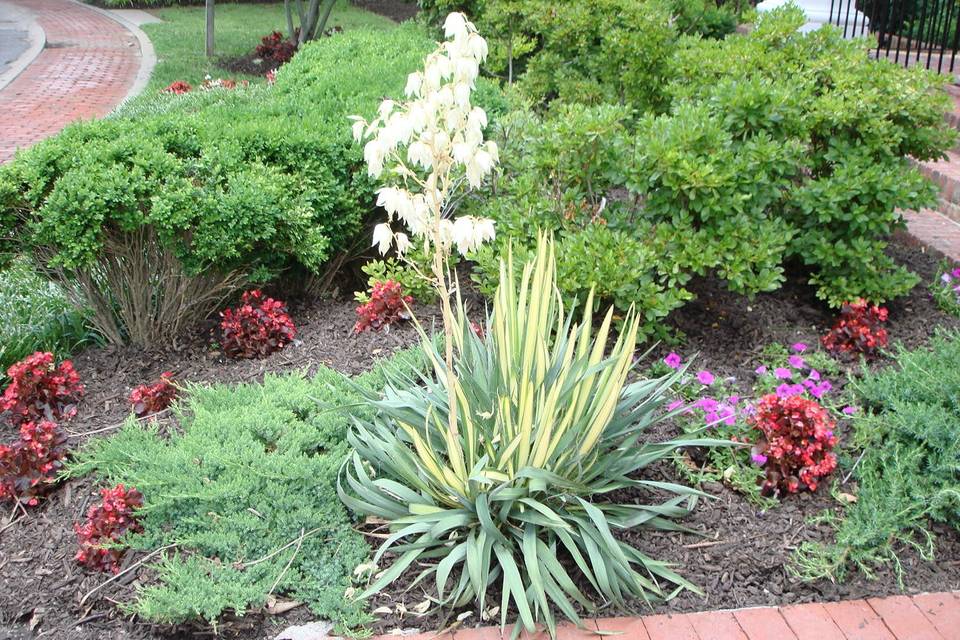 Greenery and flowers