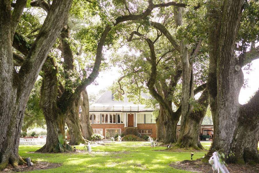 Mature live oaks