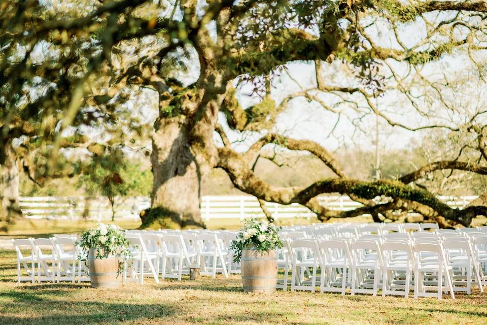 Lazy Tree Ceremony