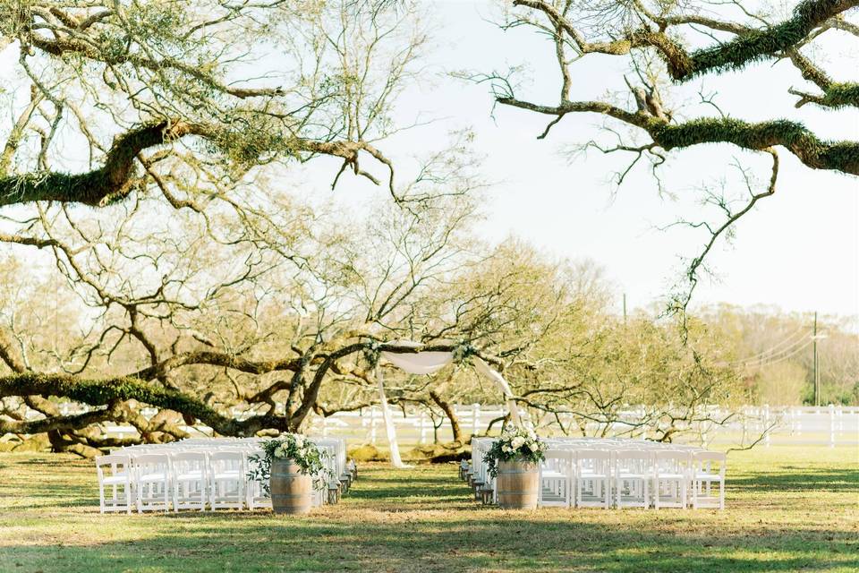 Lazy Tree Ceremony