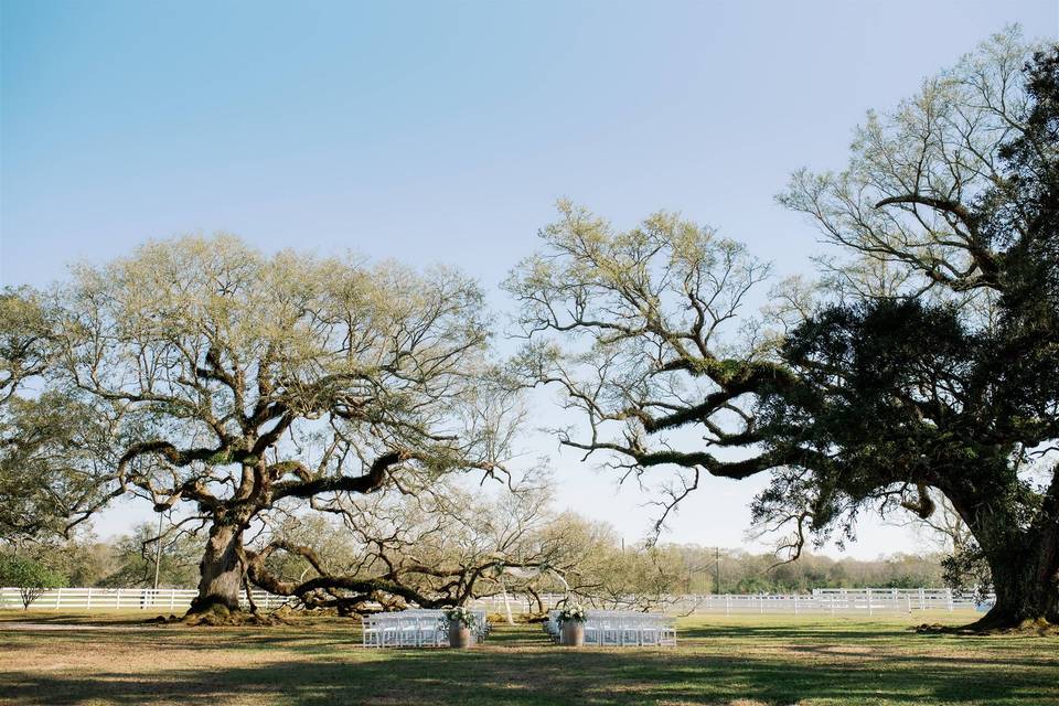 Ceremony Under the Oaks