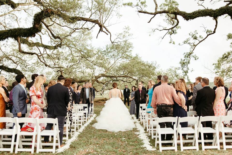 Lazy Tree Ceremony