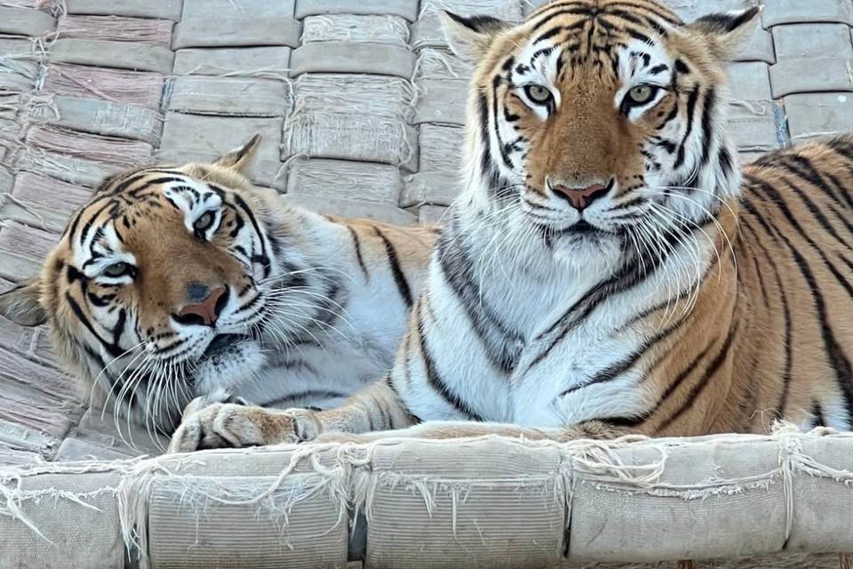Lions Tigers & Bears Sanctuary