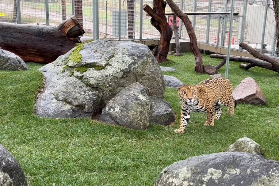 Lions Tigers & Bears Sanctuary
